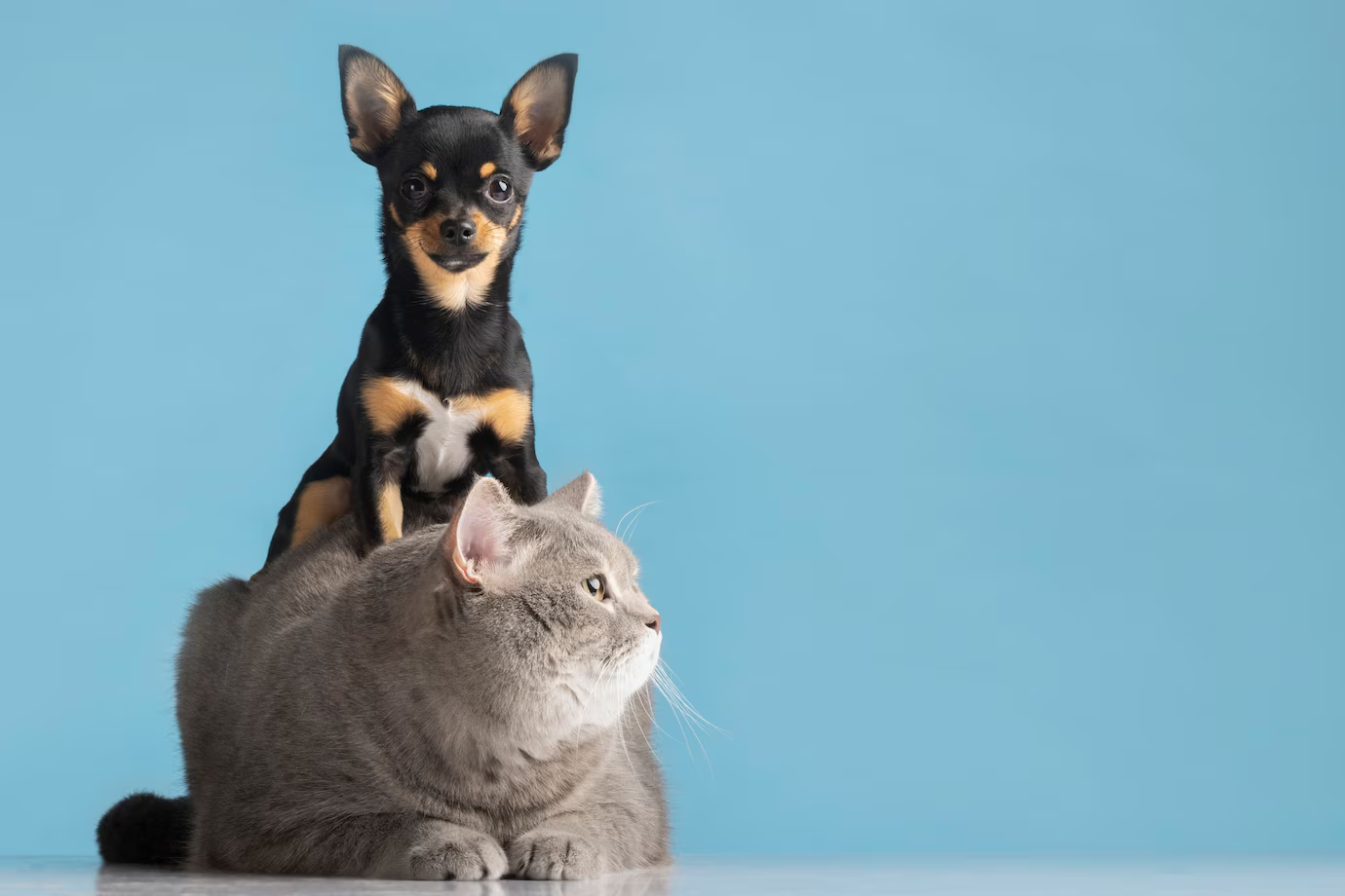 Alimentos Prejudiciais para Cães e Gatos e Como Escolher Rações de Qualidade