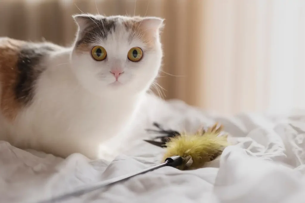 Gato brincando com vareta de catnip