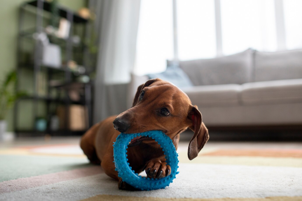 Cachorro brincando com mordedor de adestramento