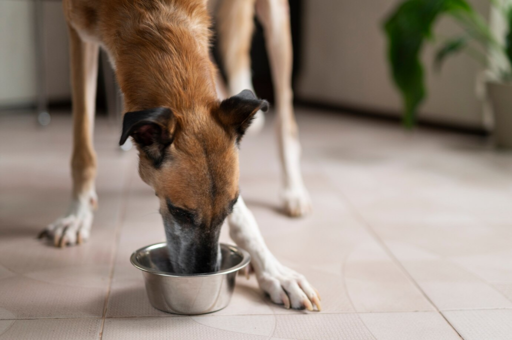 Cachorro comendo ração