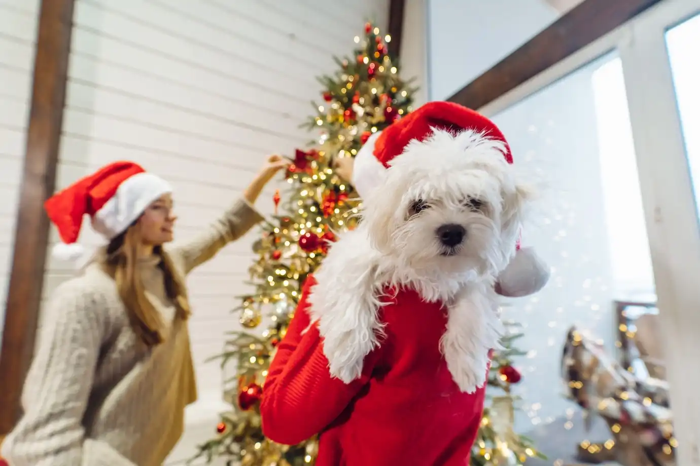 Como Garantir um Natal Seguro para Seu Pet