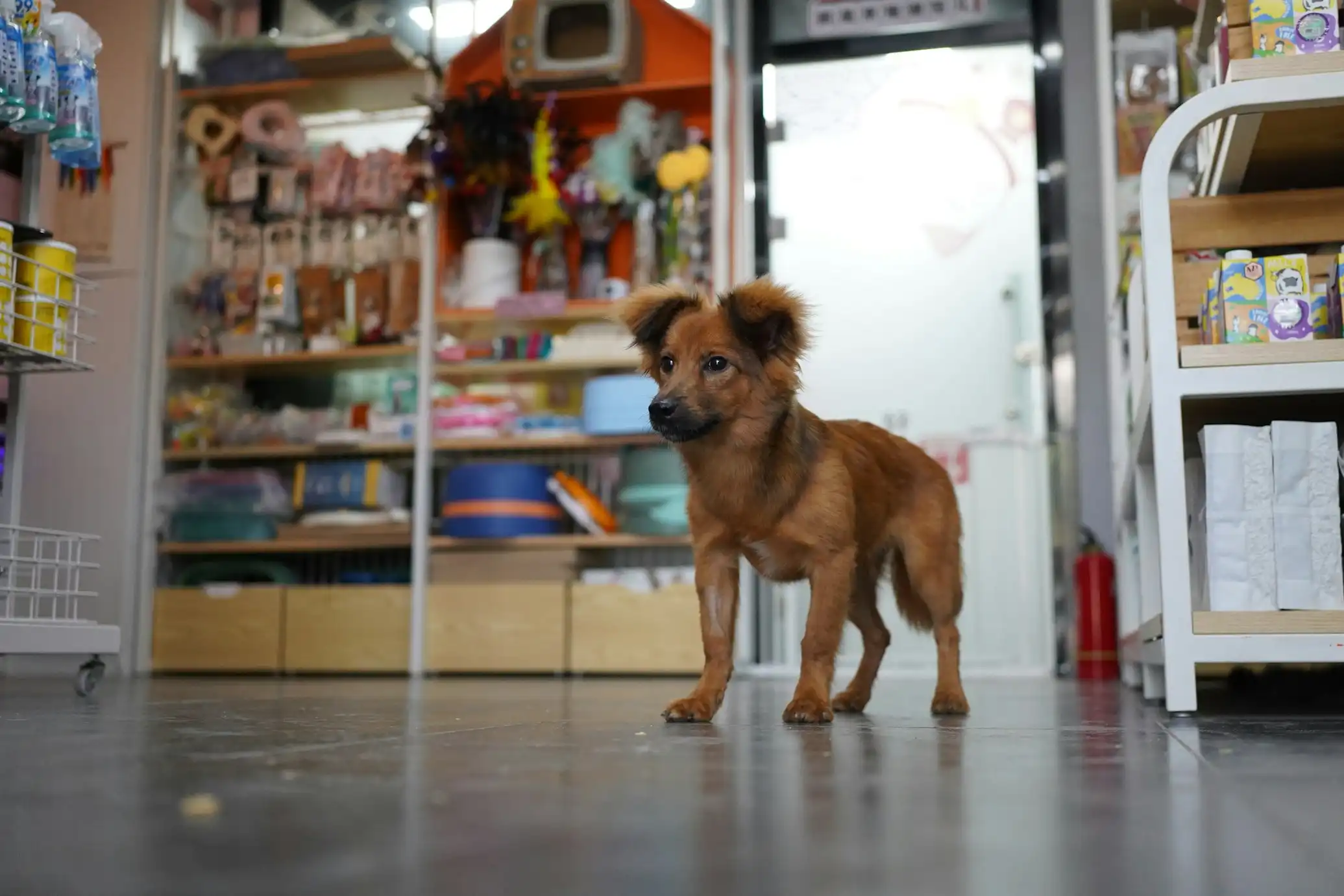 Um Guia Prático para Empreendedores que Desejam Montar um Pet Shop