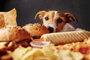 Leia mais sobre o artigo Você sabia que dar comida de humanos pode fazer mal aos pets?