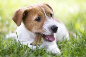 Leia mais sobre o artigo Por que cachorro gosta de osso? Descubra a razão para essa preferência dos peludos!